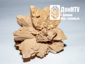 Каменная роза профессора Б.С. Панова